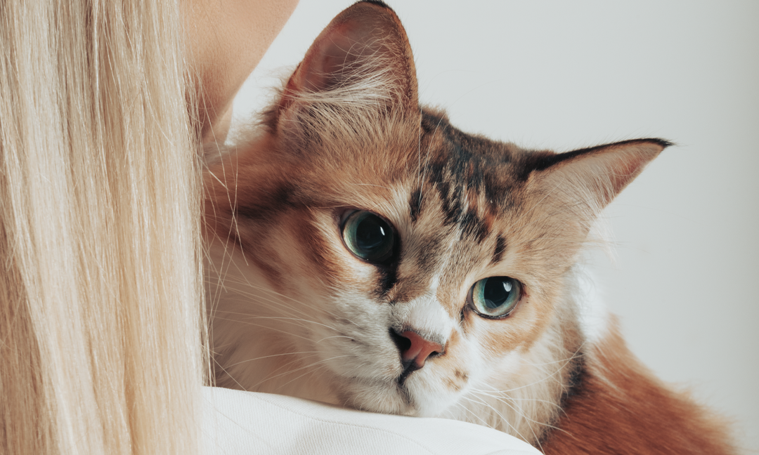 A founder of Pretty4Paws is holding a rescued fluffy cat to show compassion towards stray cats.