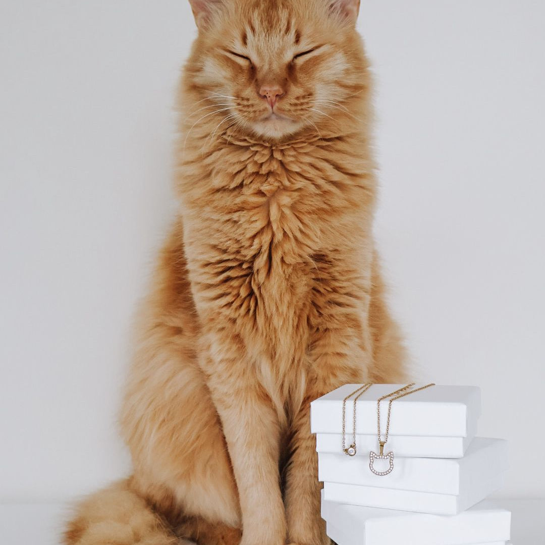 How to Make Your Cat Happy: 10 Simple Ways to Brighten Their Days