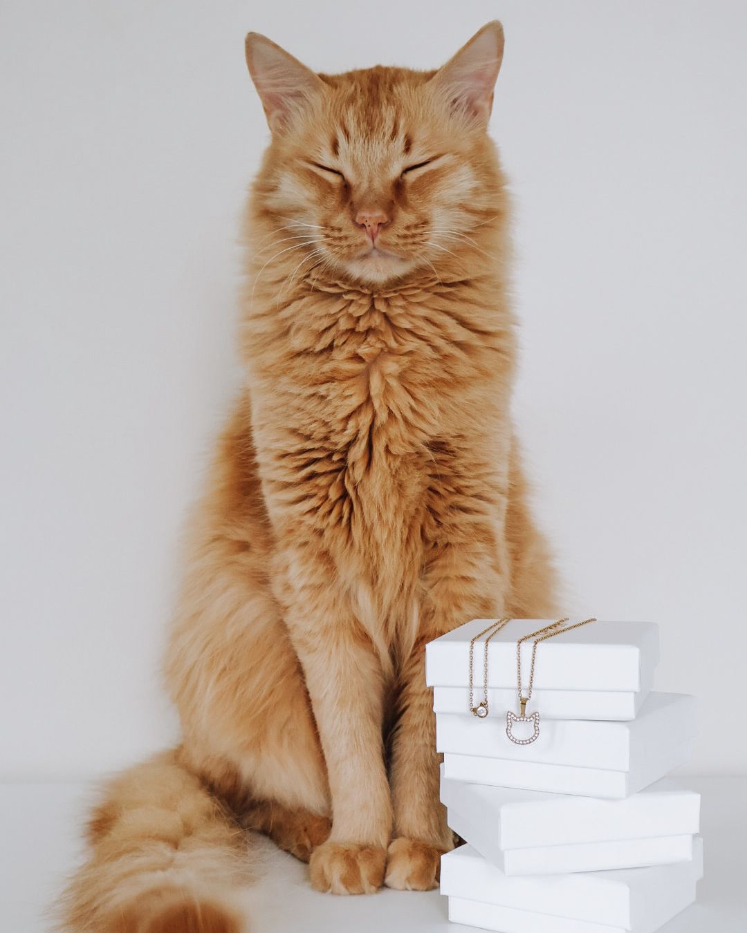 How to Make Your Cat Happy: 10 Simple Ways to Brighten Their Days